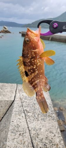 キジハタの釣果