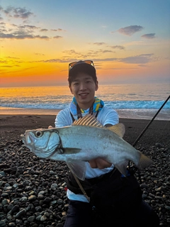 ヒラスズキの釣果