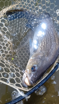ストライパーの釣果