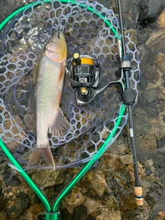 ハスの釣果