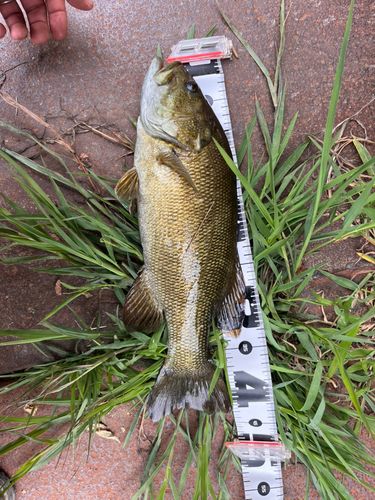 スモールマウスバスの釣果