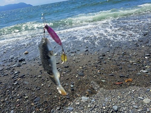 クサフグの釣果