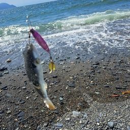 クサフグ