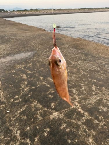 チャリコの釣果