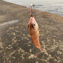 チャリコ