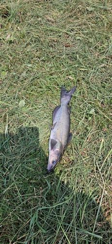 アメリカンキャットフィッシュの釣果