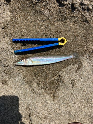 キスの釣果