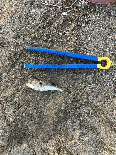 クサフグの釣果