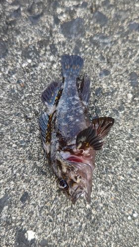 オウゴンムラソイの釣果
