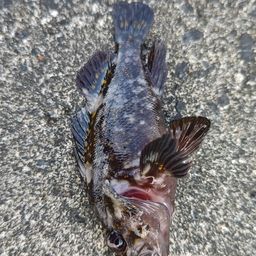 オウゴンムラソイ