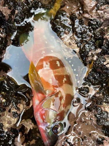 アカハタの釣果