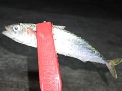 サバの釣果