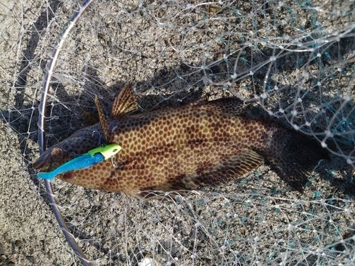 オオモンハタの釣果