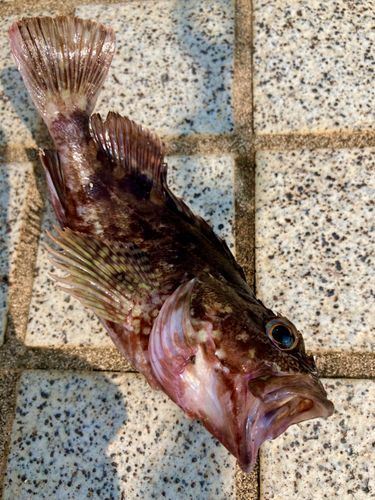 ガシラの釣果