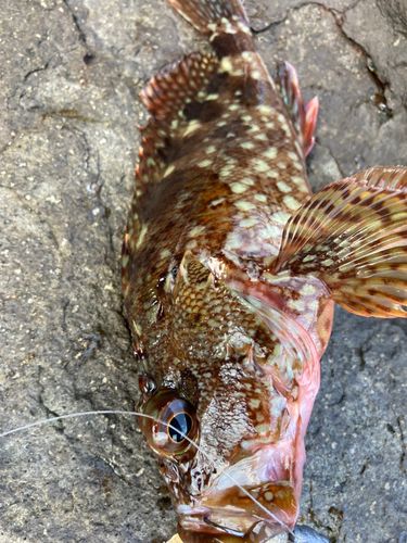 イソカサゴの釣果