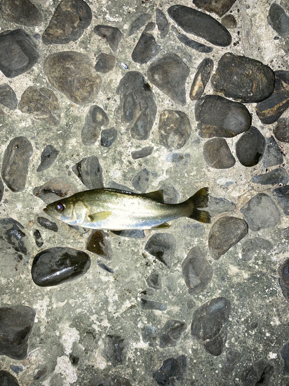 セイゴ（ヒラスズキ）