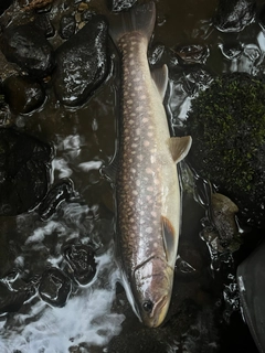 アメマスの釣果