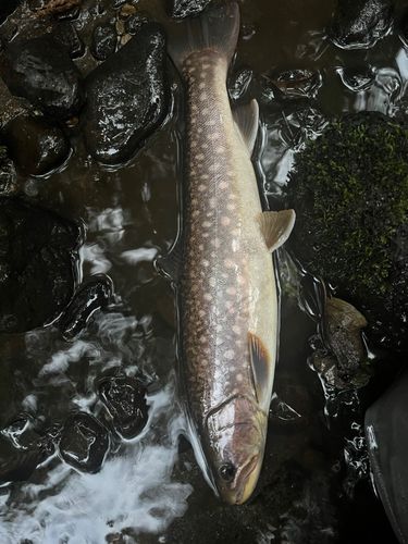 アメマスの釣果