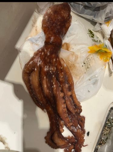 タコの釣果