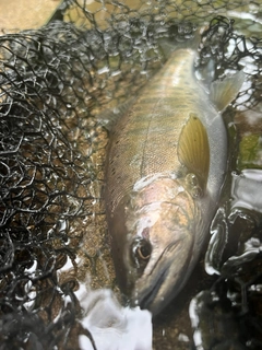 ヤマメの釣果