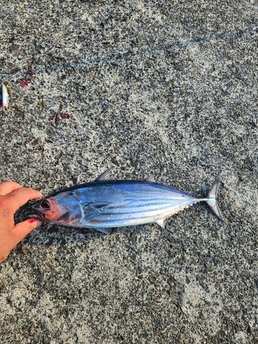 カツオの釣果