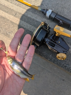 カワムツの釣果