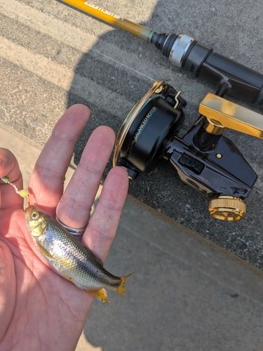 カワムツの釣果