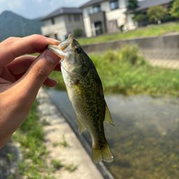 ブラックバス