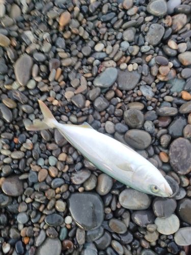 ワカシの釣果