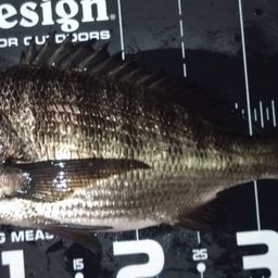 クロダイ