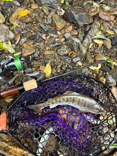 ヤマメの釣果