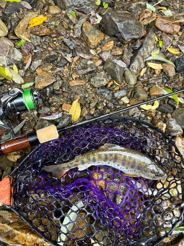ヤマメの釣果