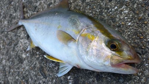 カンパチの釣果