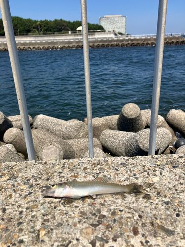 シロギスの釣果