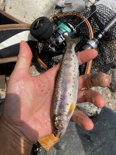 ヤマメの釣果