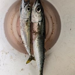 サバ