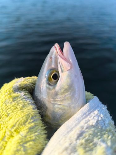 ヤズの釣果