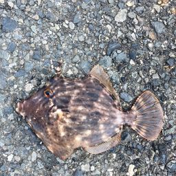 カワハギ