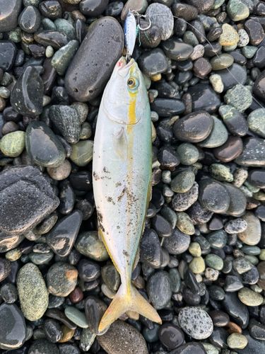 ワカシの釣果