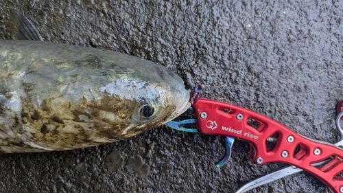 ボラの釣果
