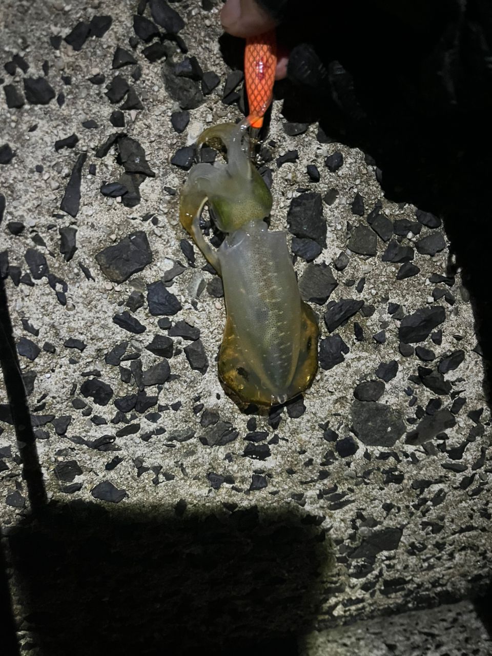 アジ