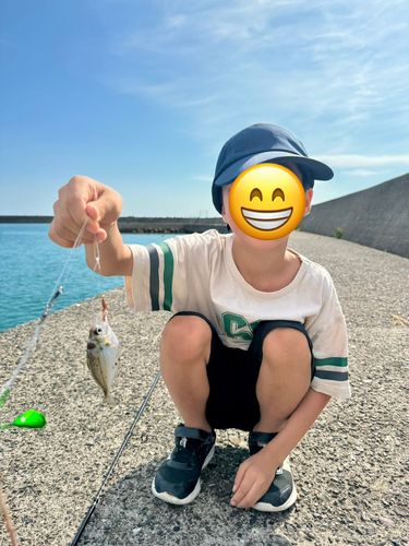 キスの釣果