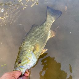 スモールマウスバス