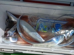 タチウオの釣果