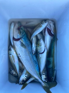 ワカシの釣果
