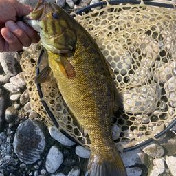 スモールマウスバス