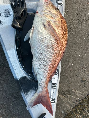 タイの釣果