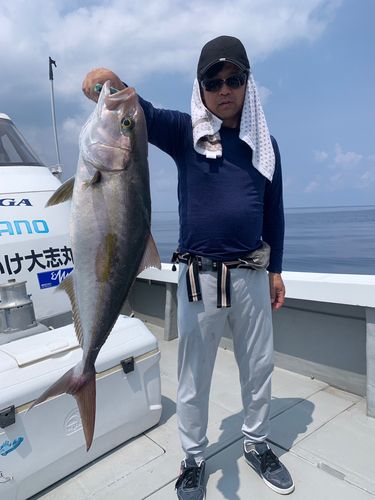 カンパチの釣果