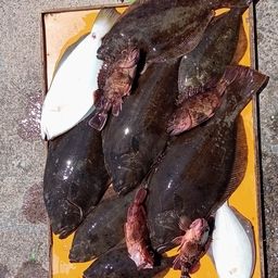 ヒラメ
