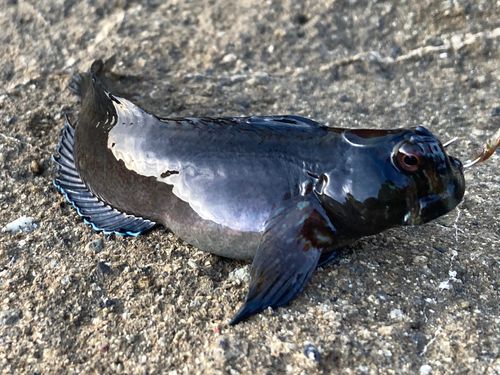 イソギンポの釣果